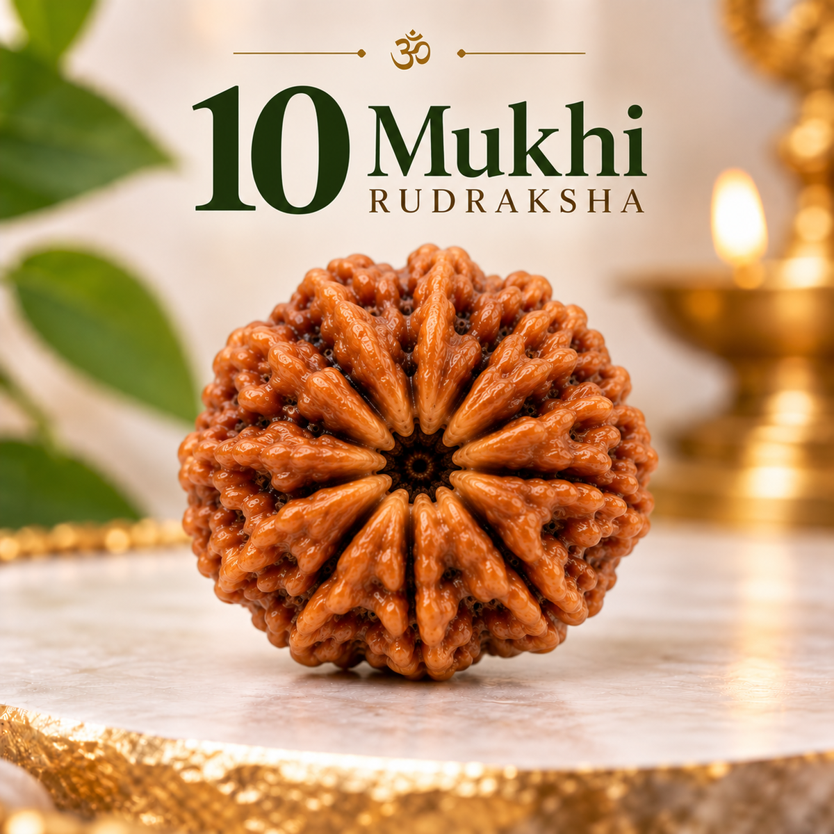 10 Mukhi Rudraksha