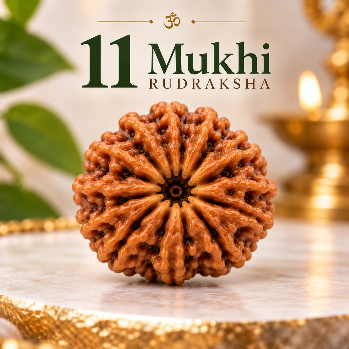 11 Mukhi Rudraksha