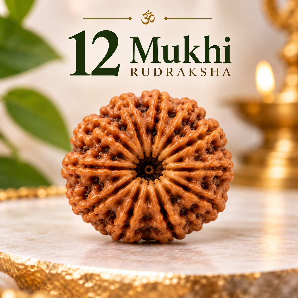 12 Mukhi Rudraksha