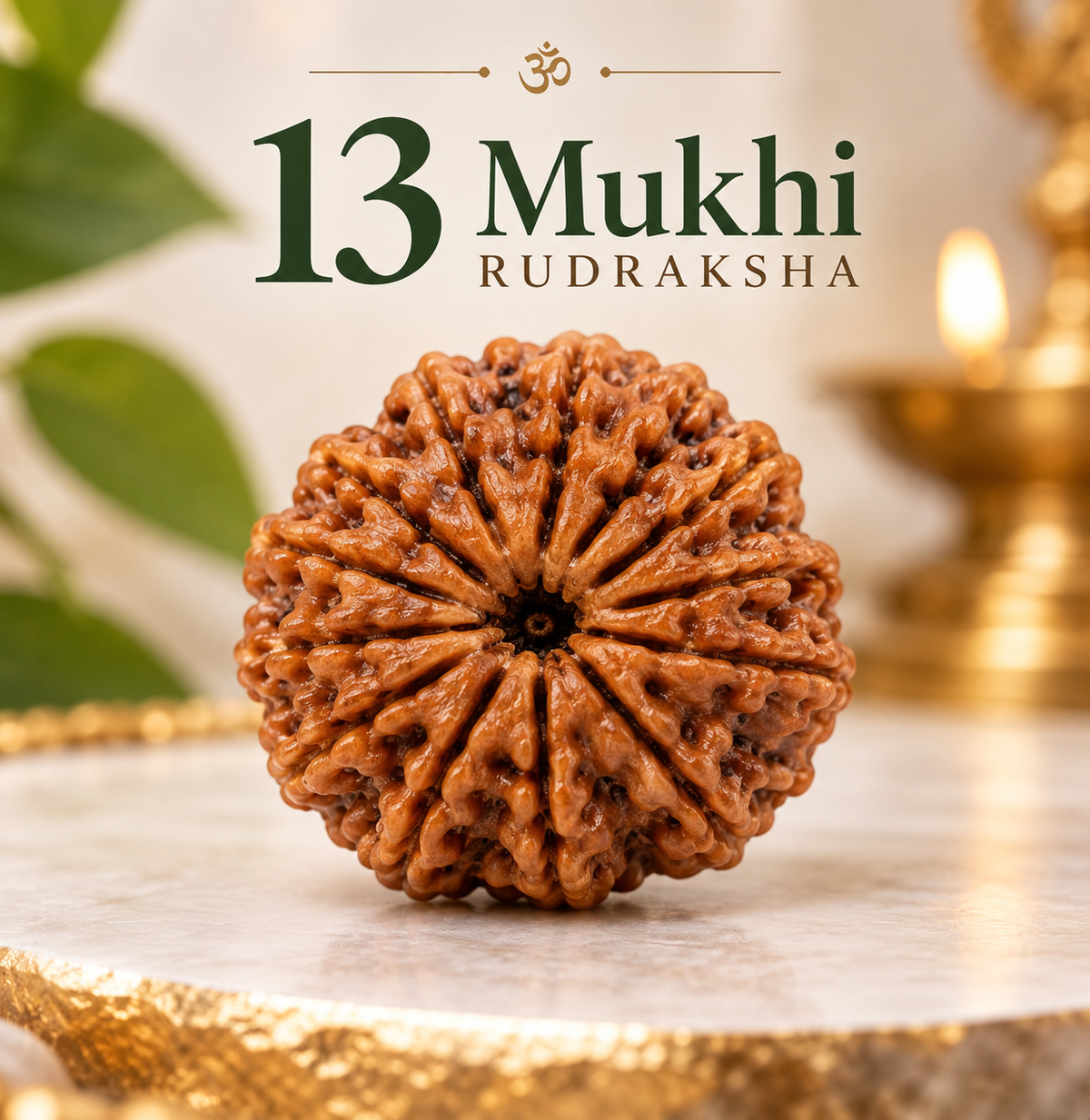 13 Mukhi Rudraksha