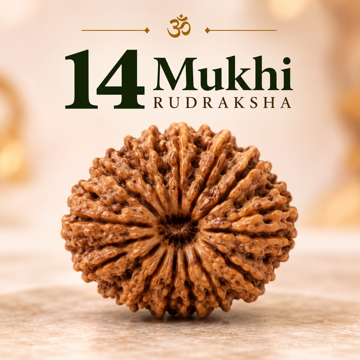 14 Mukhi Rudraksha