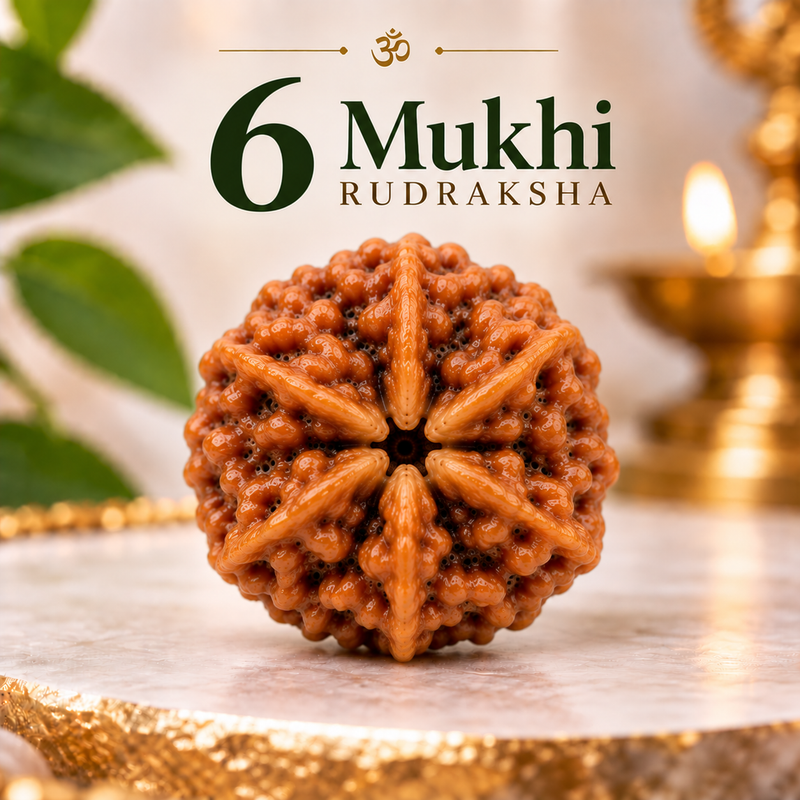 6 Mukhi Rudraksha
